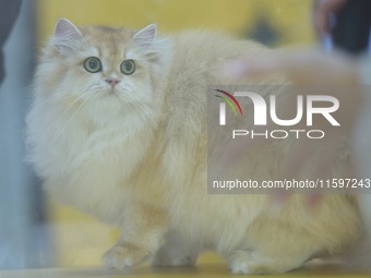 Purebred cats compete at the 2024 Hangzhou International Purebred Cat Tasting Competition in Hangzhou, China, on September 22, 2024. (