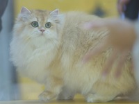 Purebred cats compete at the 2024 Hangzhou International Purebred Cat Tasting Competition in Hangzhou, China, on September 22, 2024. (