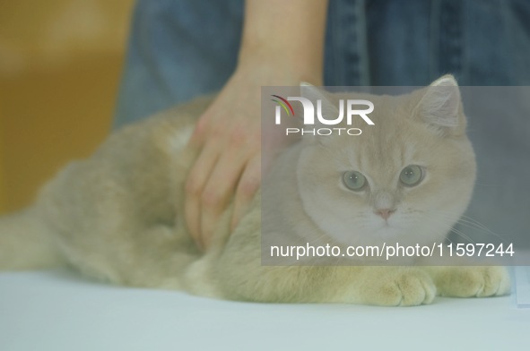 Purebred cats compete at the 2024 Hangzhou International Purebred Cat Tasting Competition in Hangzhou, China, on September 22, 2024. 