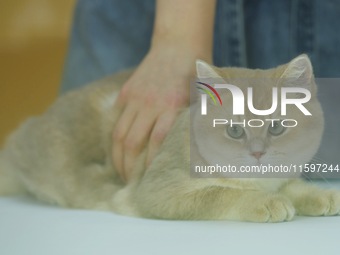 Purebred cats compete at the 2024 Hangzhou International Purebred Cat Tasting Competition in Hangzhou, China, on September 22, 2024. (