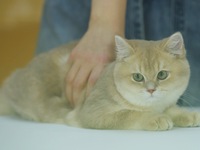 Purebred cats compete at the 2024 Hangzhou International Purebred Cat Tasting Competition in Hangzhou, China, on September 22, 2024. (