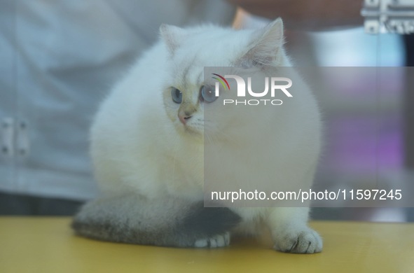 Purebred cats compete at the 2024 Hangzhou International Purebred Cat Tasting Competition in Hangzhou, China, on September 22, 2024. 