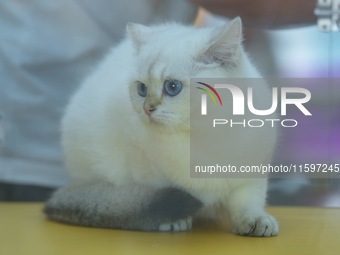 Purebred cats compete at the 2024 Hangzhou International Purebred Cat Tasting Competition in Hangzhou, China, on September 22, 2024. (