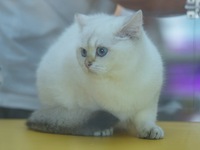 Purebred cats compete at the 2024 Hangzhou International Purebred Cat Tasting Competition in Hangzhou, China, on September 22, 2024. (