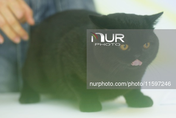 Purebred cats compete at the 2024 Hangzhou International Purebred Cat Tasting Competition in Hangzhou, China, on September 22, 2024. 