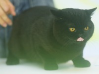 Purebred cats compete at the 2024 Hangzhou International Purebred Cat Tasting Competition in Hangzhou, China, on September 22, 2024. (