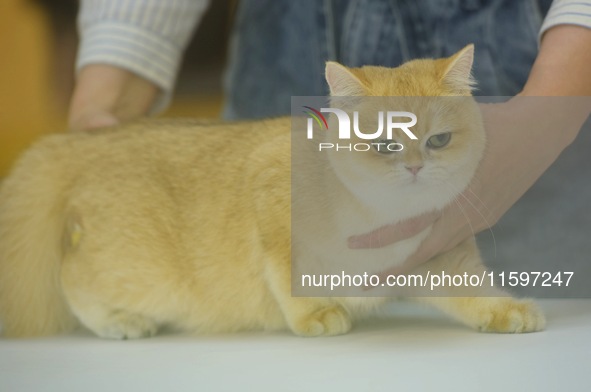 Purebred cats compete at the 2024 Hangzhou International Purebred Cat Tasting Competition in Hangzhou, China, on September 22, 2024. 