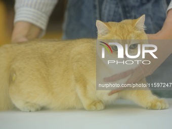 Purebred cats compete at the 2024 Hangzhou International Purebred Cat Tasting Competition in Hangzhou, China, on September 22, 2024. (