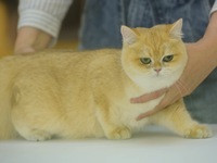 Purebred cats compete at the 2024 Hangzhou International Purebred Cat Tasting Competition in Hangzhou, China, on September 22, 2024. (