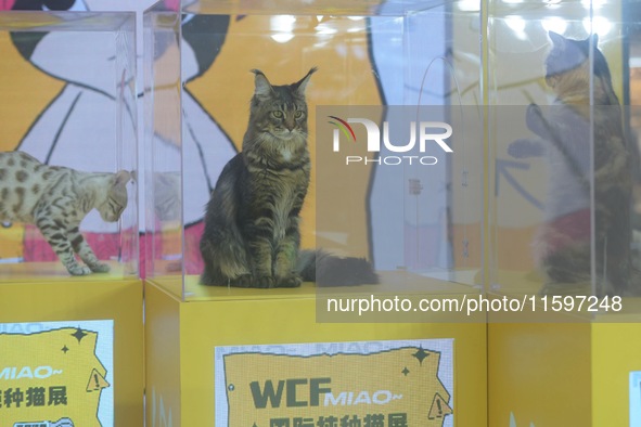 Purebred cats compete at the 2024 Hangzhou International Purebred Cat Tasting Competition in Hangzhou, China, on September 22, 2024. 