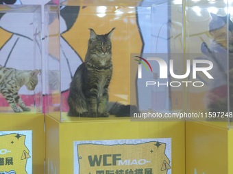 Purebred cats compete at the 2024 Hangzhou International Purebred Cat Tasting Competition in Hangzhou, China, on September 22, 2024. (