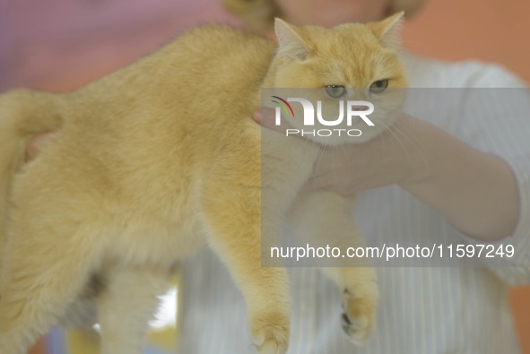 Purebred cats compete at the 2024 Hangzhou International Purebred Cat Tasting Competition in Hangzhou, China, on September 22, 2024. 