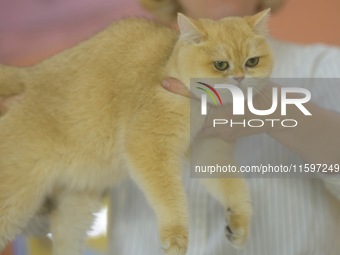 Purebred cats compete at the 2024 Hangzhou International Purebred Cat Tasting Competition in Hangzhou, China, on September 22, 2024. (