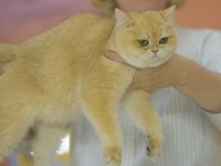 Purebred cats compete at the 2024 Hangzhou International Purebred Cat Tasting Competition in Hangzhou, China, on September 22, 2024. (