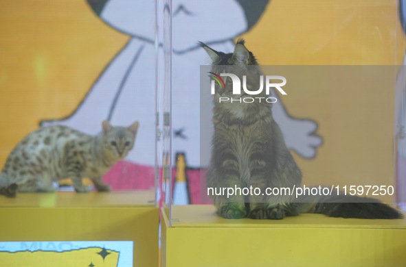 Purebred cats compete at the 2024 Hangzhou International Purebred Cat Tasting Competition in Hangzhou, China, on September 22, 2024. 