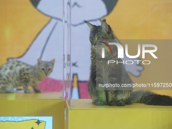 Purebred cats compete at the 2024 Hangzhou International Purebred Cat Tasting Competition in Hangzhou, China, on September 22, 2024. (