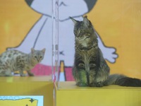 Purebred cats compete at the 2024 Hangzhou International Purebred Cat Tasting Competition in Hangzhou, China, on September 22, 2024. (