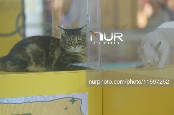 Purebred cats compete at the 2024 Hangzhou International Purebred Cat Tasting Competition in Hangzhou, China, on September 22, 2024. 