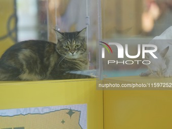 Purebred cats compete at the 2024 Hangzhou International Purebred Cat Tasting Competition in Hangzhou, China, on September 22, 2024. (