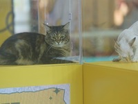 Purebred cats compete at the 2024 Hangzhou International Purebred Cat Tasting Competition in Hangzhou, China, on September 22, 2024. (