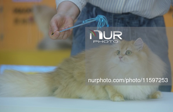 Purebred cats compete at the 2024 Hangzhou International Purebred Cat Tasting Competition in Hangzhou, China, on September 22, 2024. 