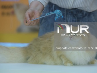 Purebred cats compete at the 2024 Hangzhou International Purebred Cat Tasting Competition in Hangzhou, China, on September 22, 2024. (