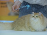 Purebred cats compete at the 2024 Hangzhou International Purebred Cat Tasting Competition in Hangzhou, China, on September 22, 2024. (