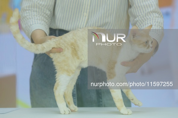 Purebred cats compete at the 2024 Hangzhou International Purebred Cat Tasting Competition in Hangzhou, China, on September 22, 2024. 