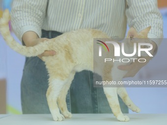 Purebred cats compete at the 2024 Hangzhou International Purebred Cat Tasting Competition in Hangzhou, China, on September 22, 2024. (