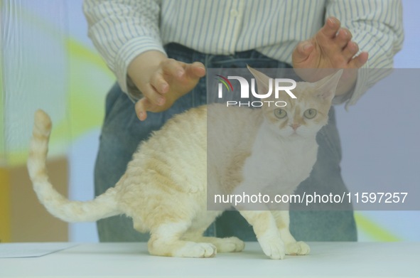 Purebred cats compete at the 2024 Hangzhou International Purebred Cat Tasting Competition in Hangzhou, China, on September 22, 2024. 