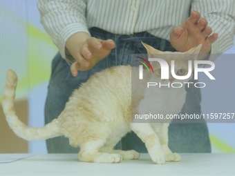 Purebred cats compete at the 2024 Hangzhou International Purebred Cat Tasting Competition in Hangzhou, China, on September 22, 2024. (