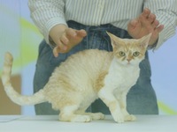 Purebred cats compete at the 2024 Hangzhou International Purebred Cat Tasting Competition in Hangzhou, China, on September 22, 2024. (