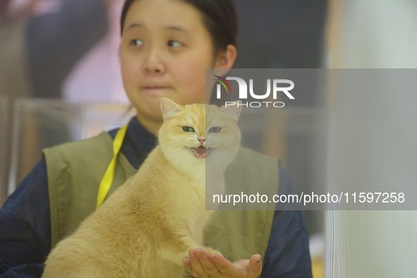 Purebred cats compete at the 2024 Hangzhou International Purebred Cat Tasting Competition in Hangzhou, China, on September 22, 2024. 