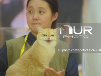 Purebred cats compete at the 2024 Hangzhou International Purebred Cat Tasting Competition in Hangzhou, China, on September 22, 2024. (