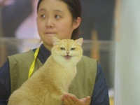 Purebred cats compete at the 2024 Hangzhou International Purebred Cat Tasting Competition in Hangzhou, China, on September 22, 2024. (