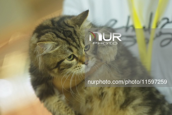 Purebred cats compete at the 2024 Hangzhou International Purebred Cat Tasting Competition in Hangzhou, China, on September 22, 2024. 