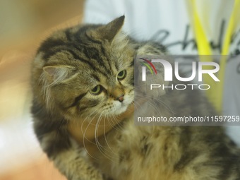 Purebred cats compete at the 2024 Hangzhou International Purebred Cat Tasting Competition in Hangzhou, China, on September 22, 2024. (