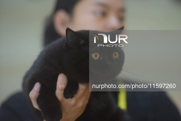 Purebred cats compete at the 2024 Hangzhou International Purebred Cat Tasting Competition in Hangzhou, China, on September 22, 2024. 