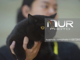 Purebred cats compete at the 2024 Hangzhou International Purebred Cat Tasting Competition in Hangzhou, China, on September 22, 2024. (