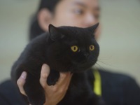 Purebred cats compete at the 2024 Hangzhou International Purebred Cat Tasting Competition in Hangzhou, China, on September 22, 2024. (