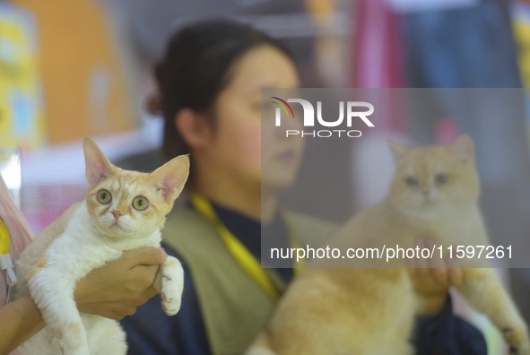 Purebred cats compete at the 2024 Hangzhou International Purebred Cat Tasting Competition in Hangzhou, China, on September 22, 2024. 