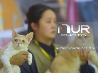 Purebred cats compete at the 2024 Hangzhou International Purebred Cat Tasting Competition in Hangzhou, China, on September 22, 2024. (