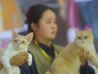 Purebred cats compete at the 2024 Hangzhou International Purebred Cat Tasting Competition in Hangzhou, China, on September 22, 2024. (