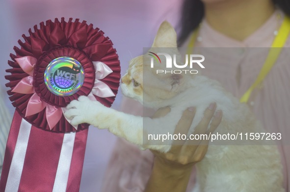 Purebred cats compete at the 2024 Hangzhou International Purebred Cat Tasting Competition in Hangzhou, China, on September 22, 2024. 