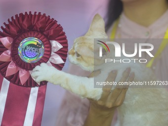 Purebred cats compete at the 2024 Hangzhou International Purebred Cat Tasting Competition in Hangzhou, China, on September 22, 2024. (