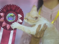 Purebred cats compete at the 2024 Hangzhou International Purebred Cat Tasting Competition in Hangzhou, China, on September 22, 2024. (