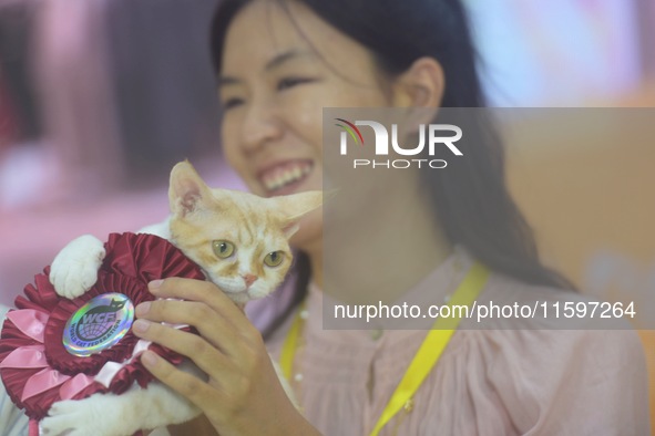 Purebred cats compete at the 2024 Hangzhou International Purebred Cat Tasting Competition in Hangzhou, China, on September 22, 2024. 