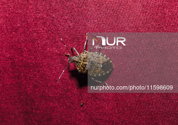 The brown marmorated stink bug (Halyomorpha halys) is an insect in the family Pentatomidae, native to India, China, Japan, Korea, and other...