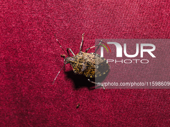 The brown marmorated stink bug (Halyomorpha halys) is an insect in the family Pentatomidae, native to India, China, Japan, Korea, and other...