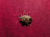 The brown marmorated stink bug (Halyomorpha halys) is an insect in the family Pentatomidae, native to India, China, Japan, Korea, and other...